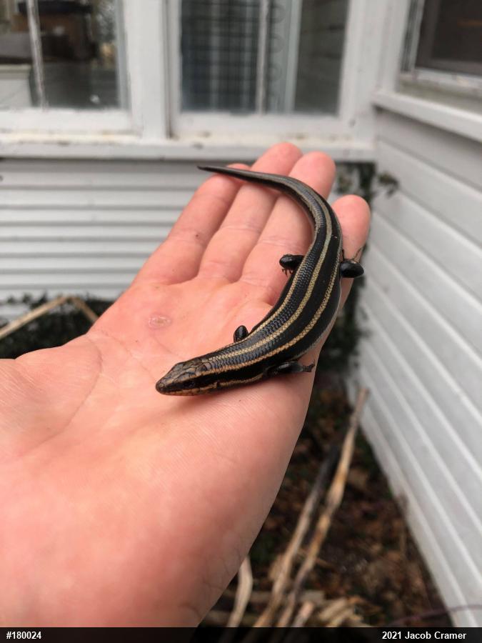 Common Five-lined Skink