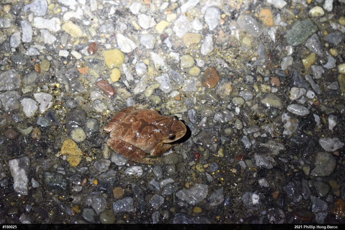 Spring Peeper