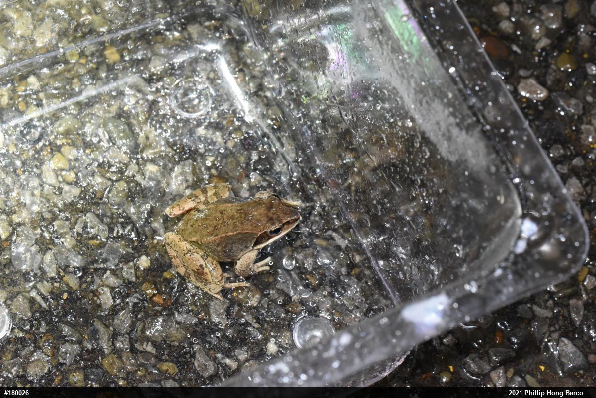 Wood Frog