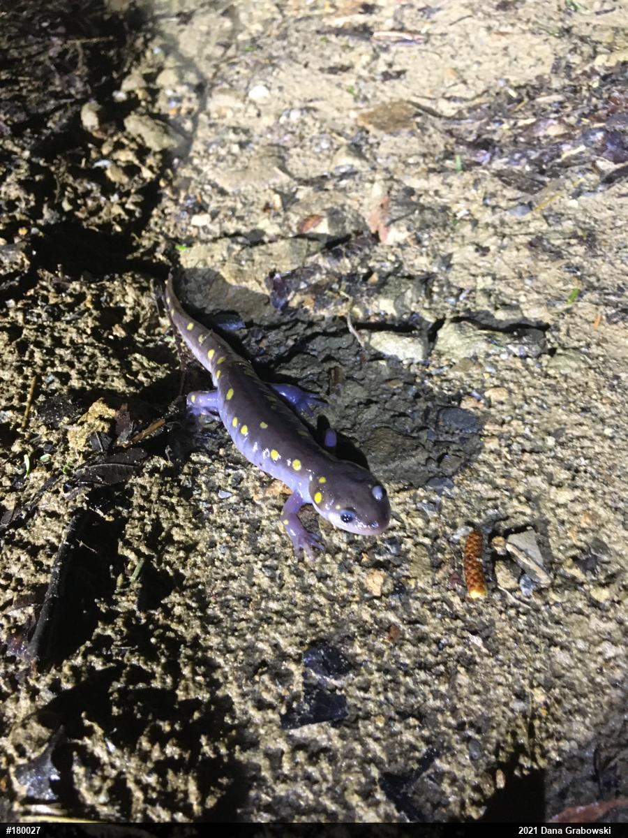 Spotted Salamander