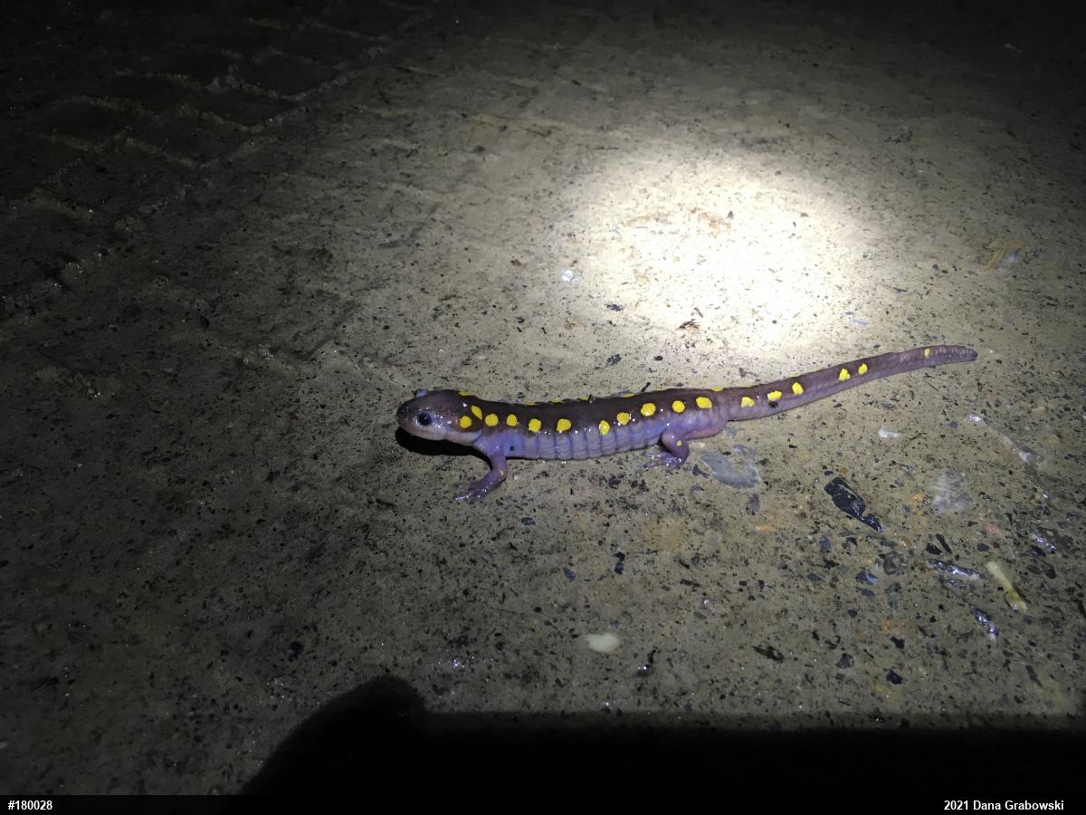 Spotted Salamander
