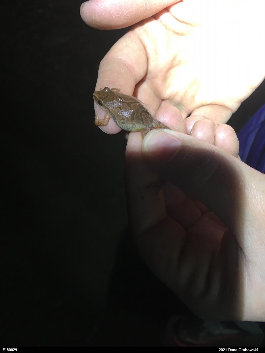 Spring Peeper