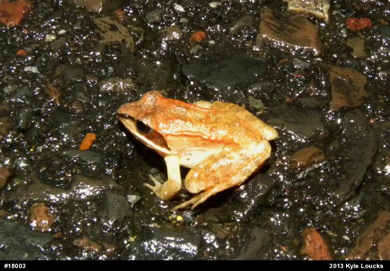 Wood Frog