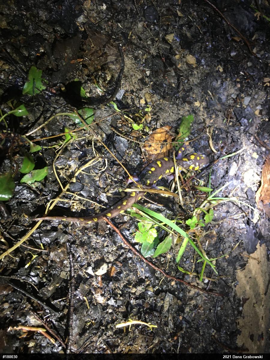 Spotted Salamander