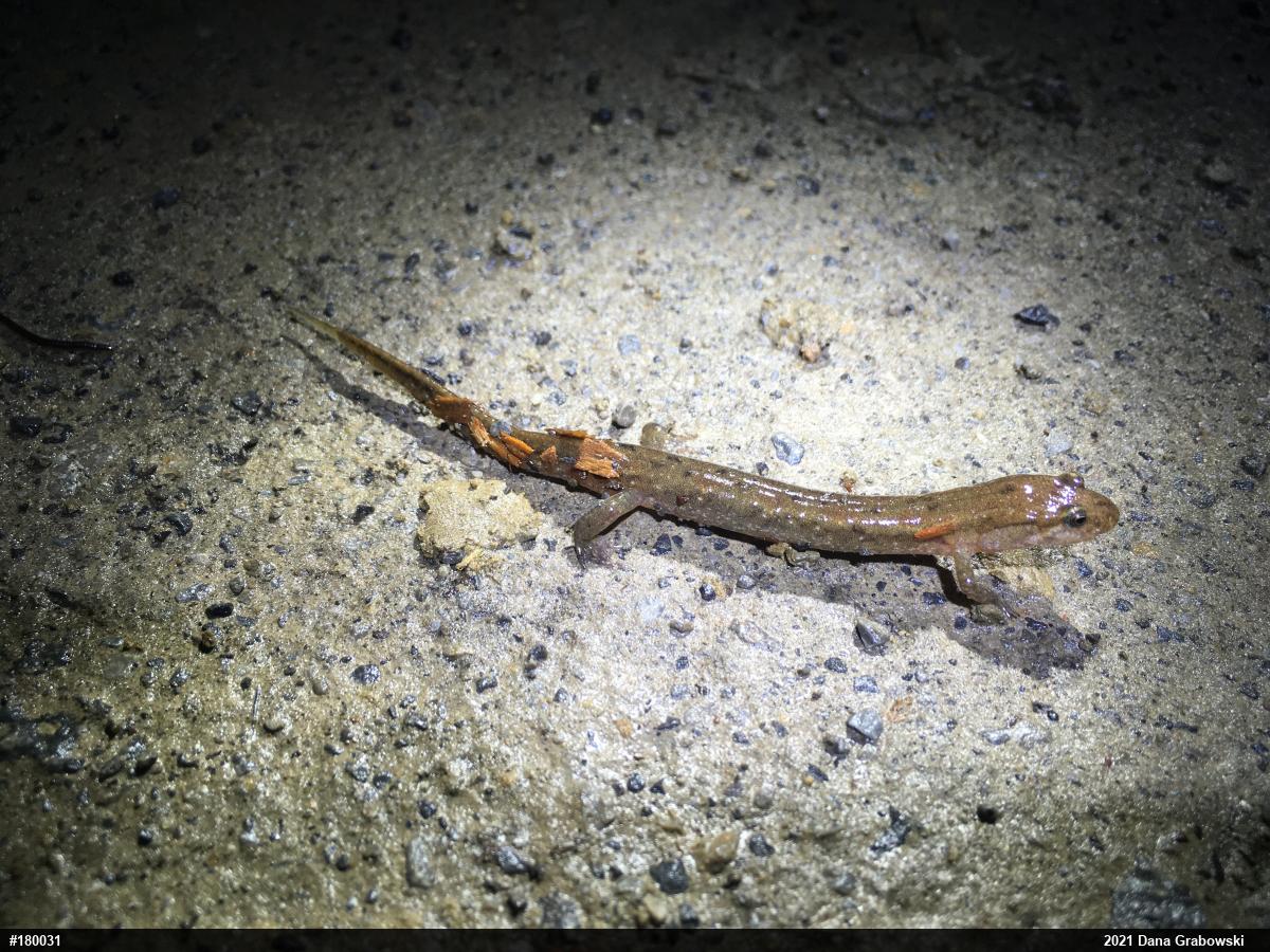 Northern Dusky Salamander