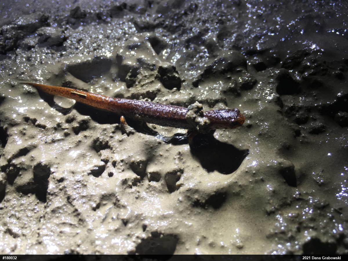 Four-toed Salamander