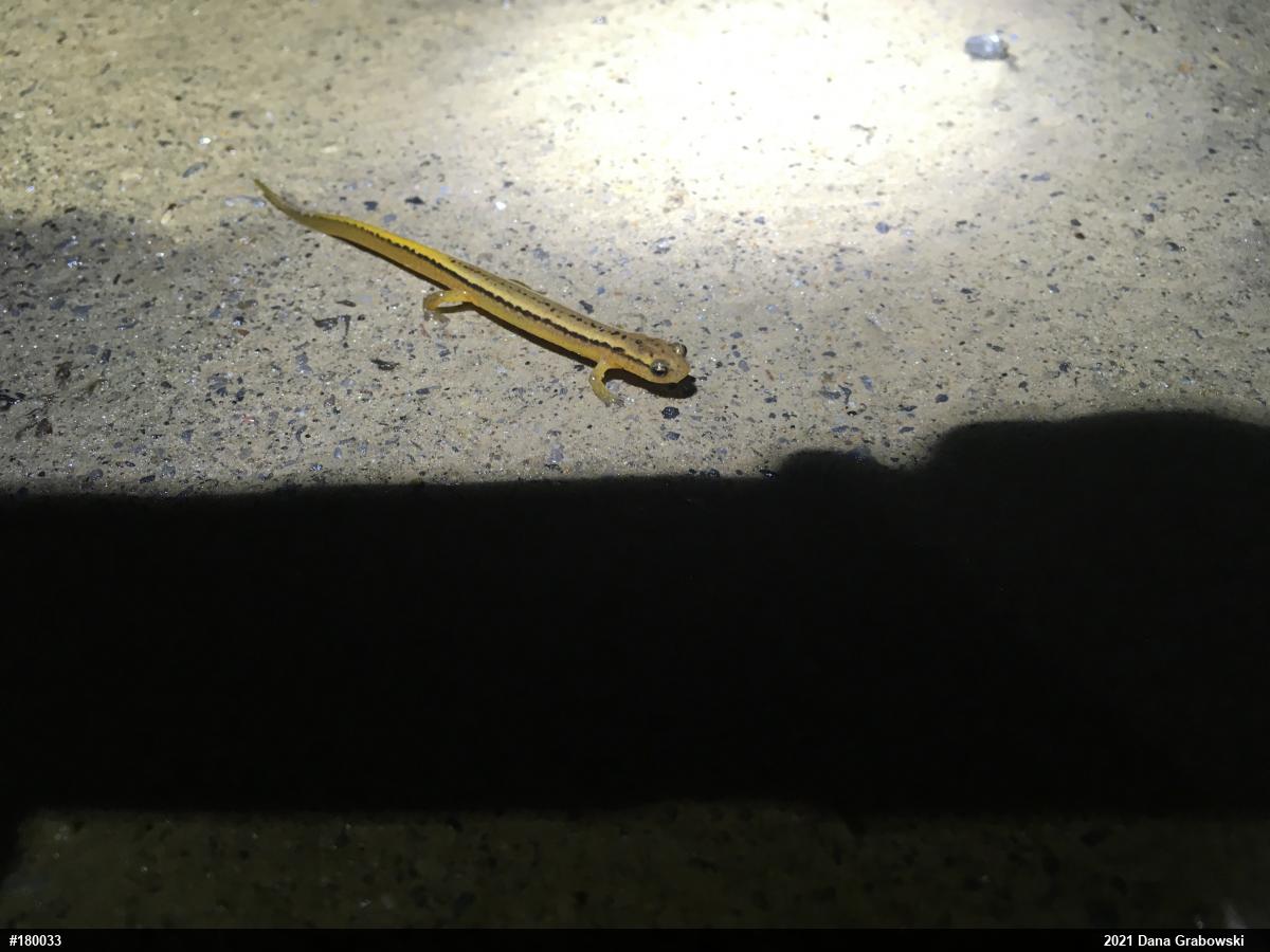 Northern Two-lined Salamander