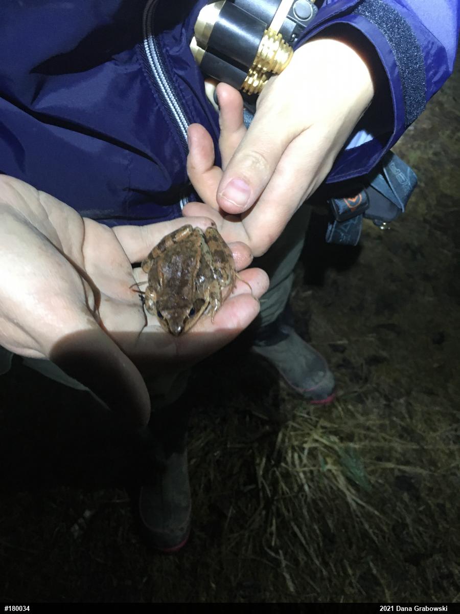 Wood Frog