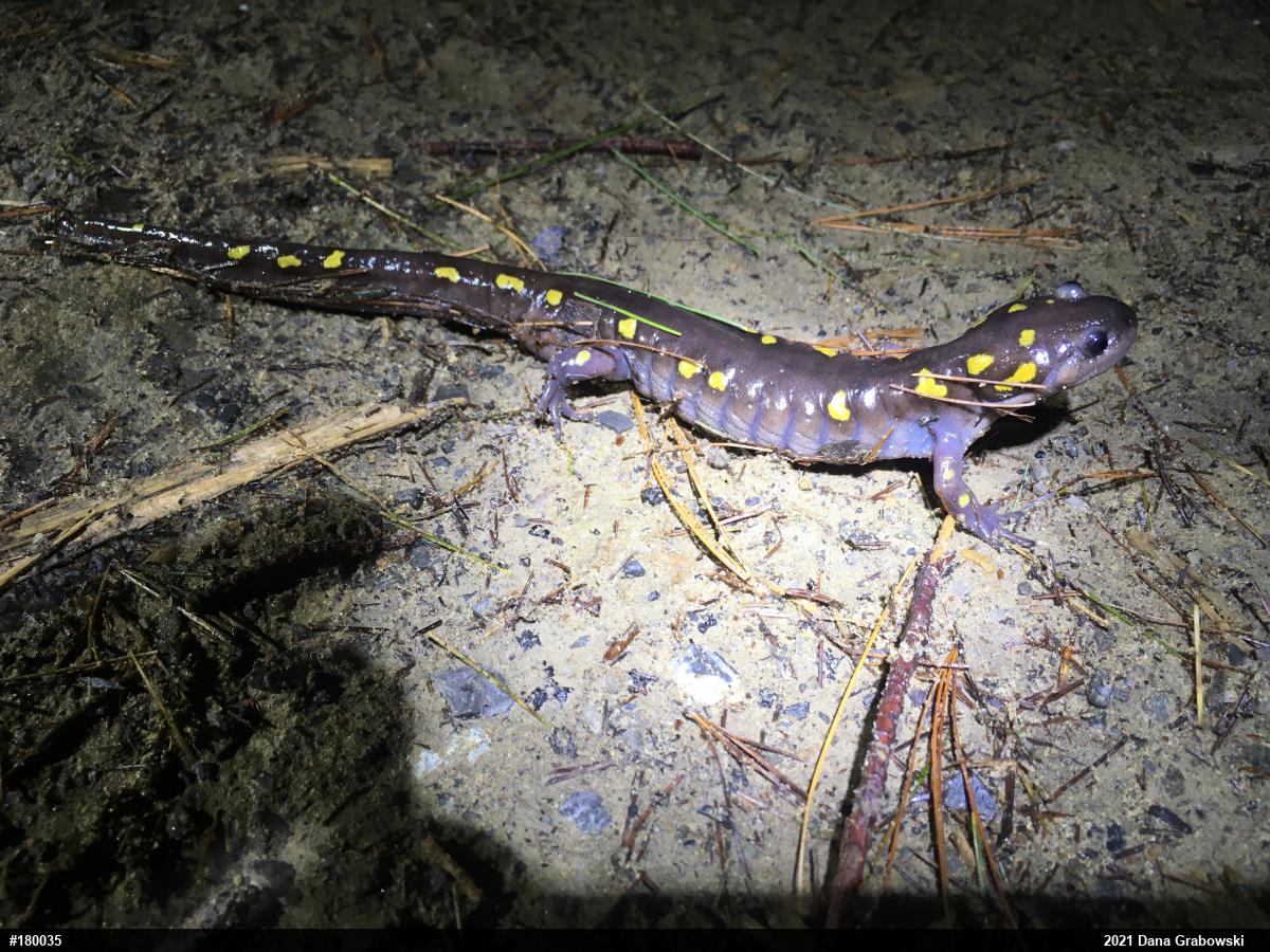 Spotted Salamander