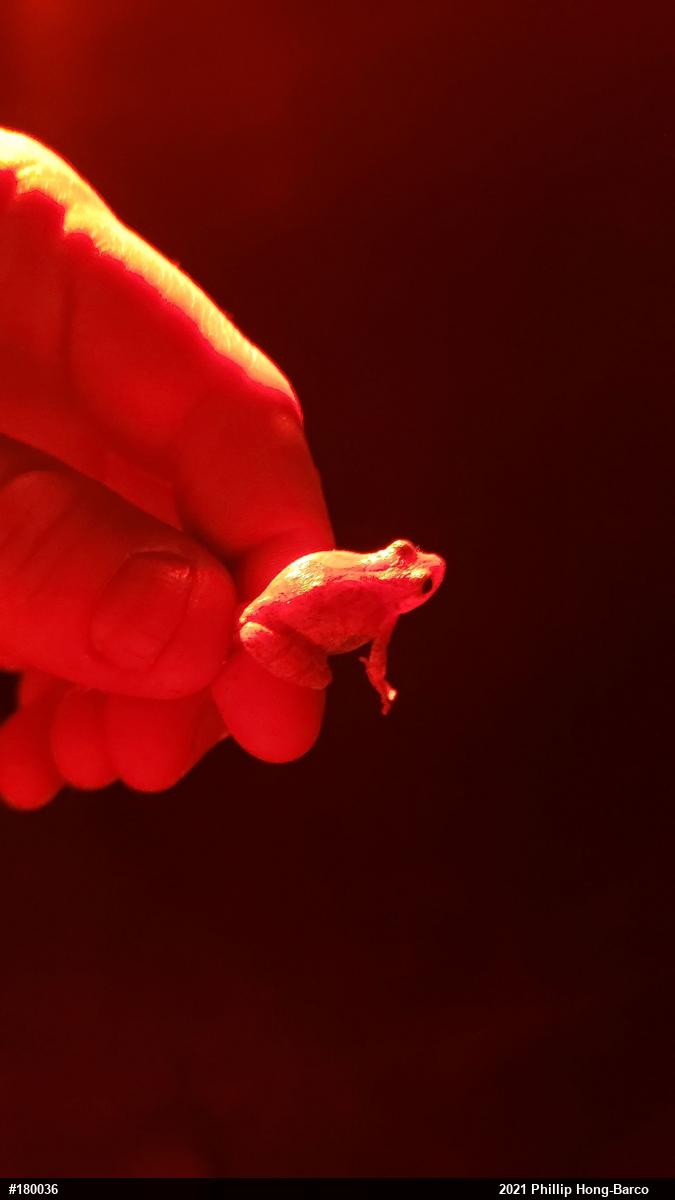 Spring Peeper