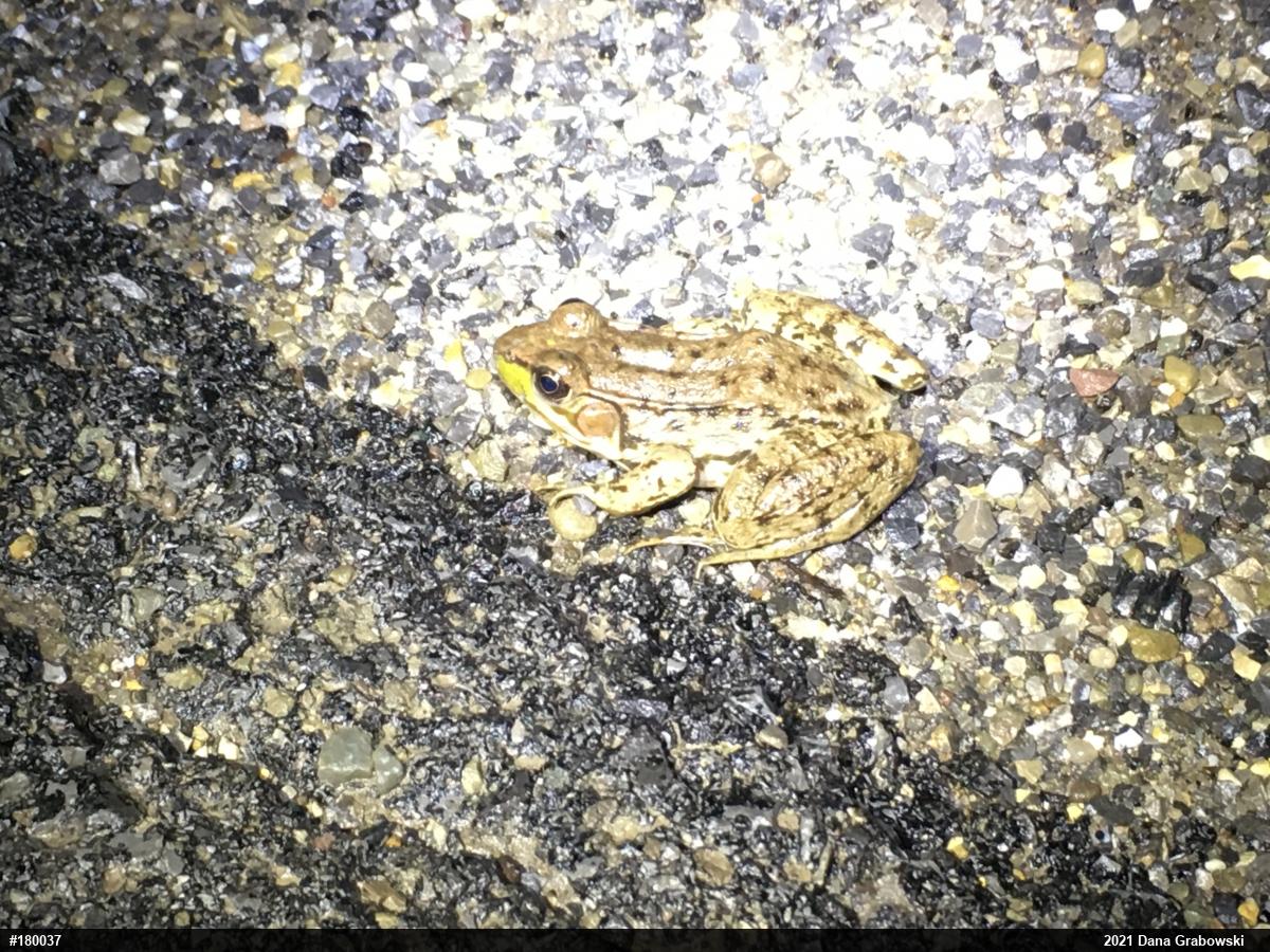 Green Frog