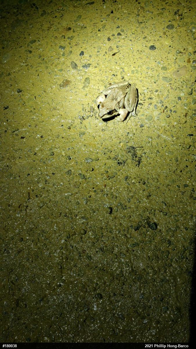 Wood Frog