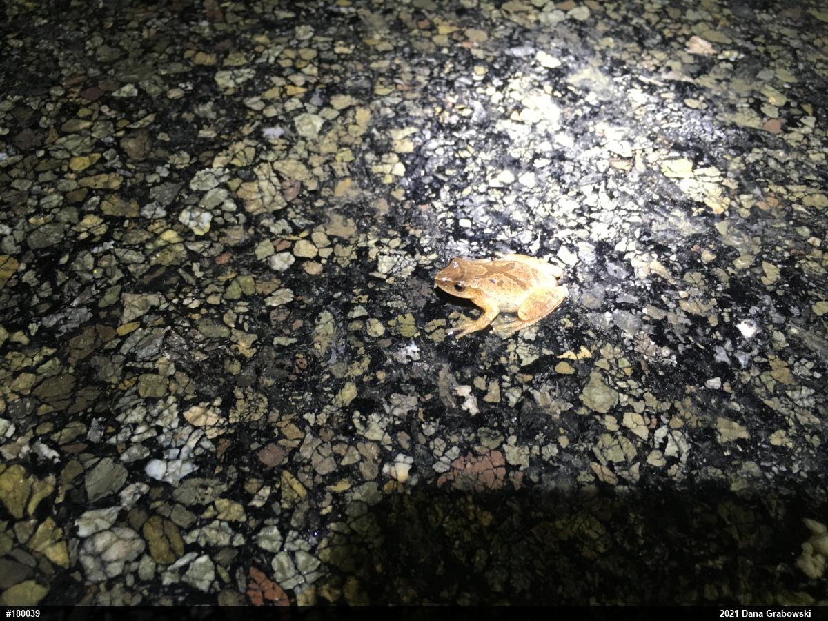Spring Peeper