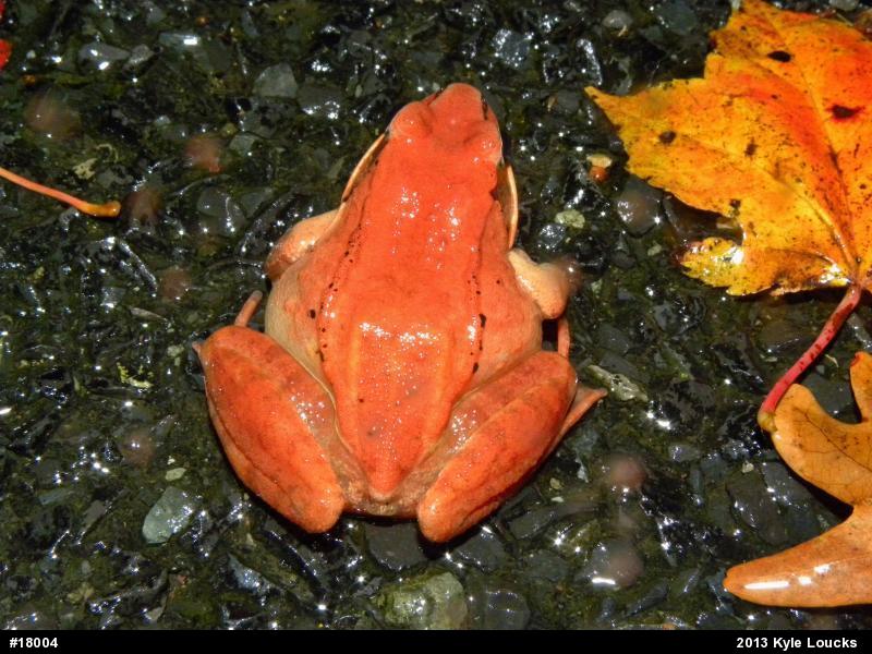 Wood Frog