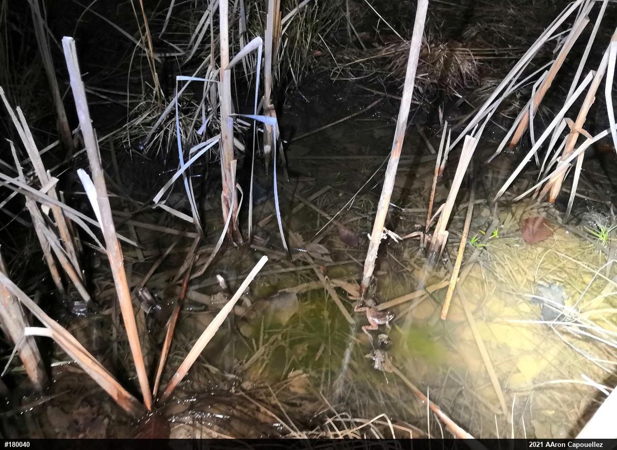 Wood Frog