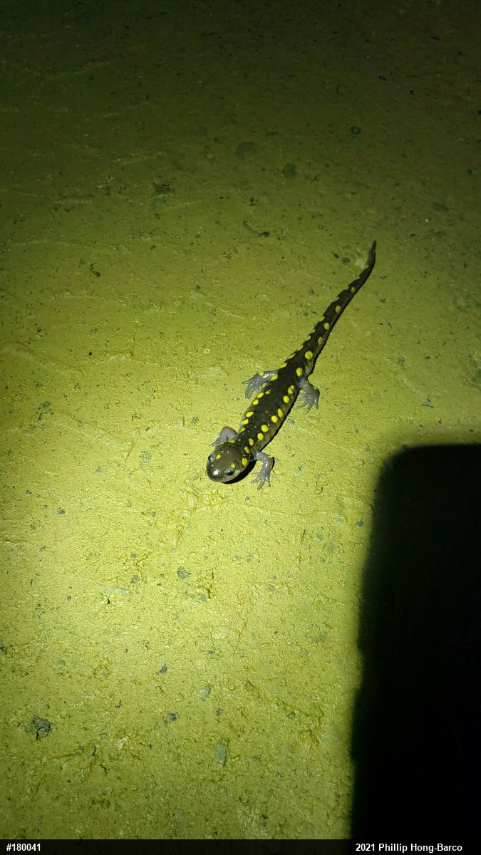 Spotted Salamander
