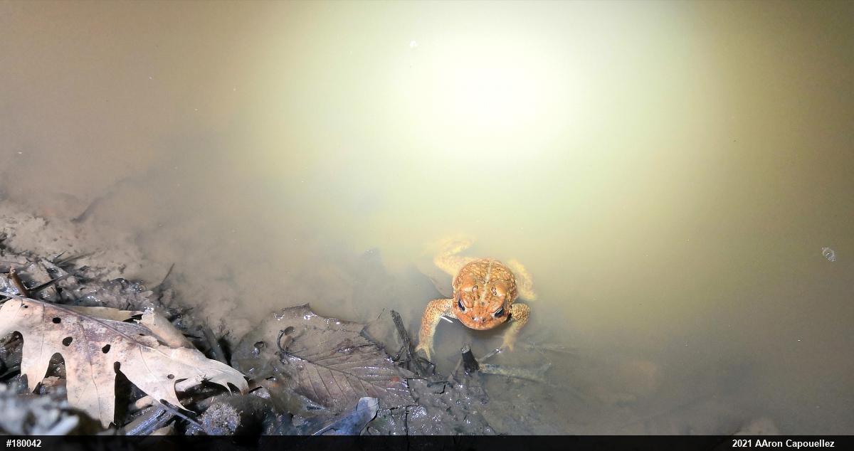 Eastern American Toad
