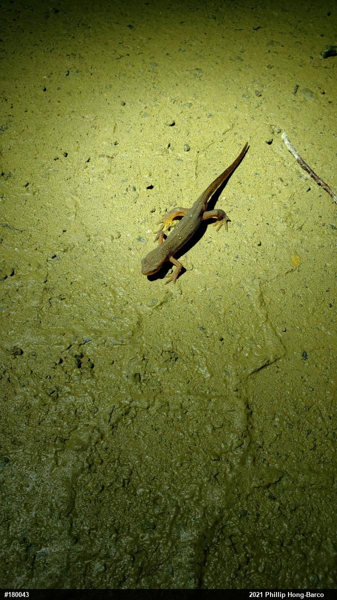 Red-spotted Newt