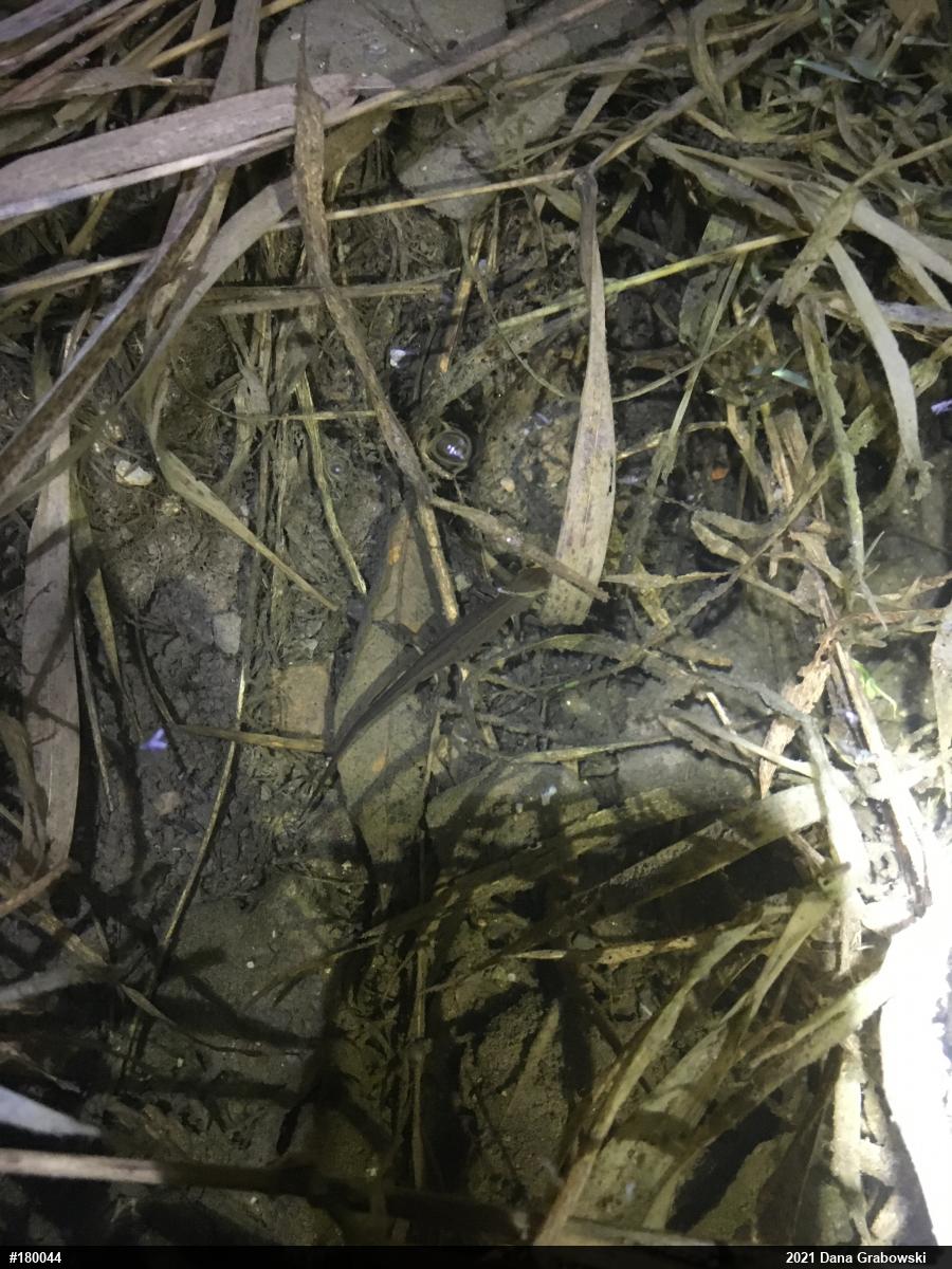 Red-spotted Newt