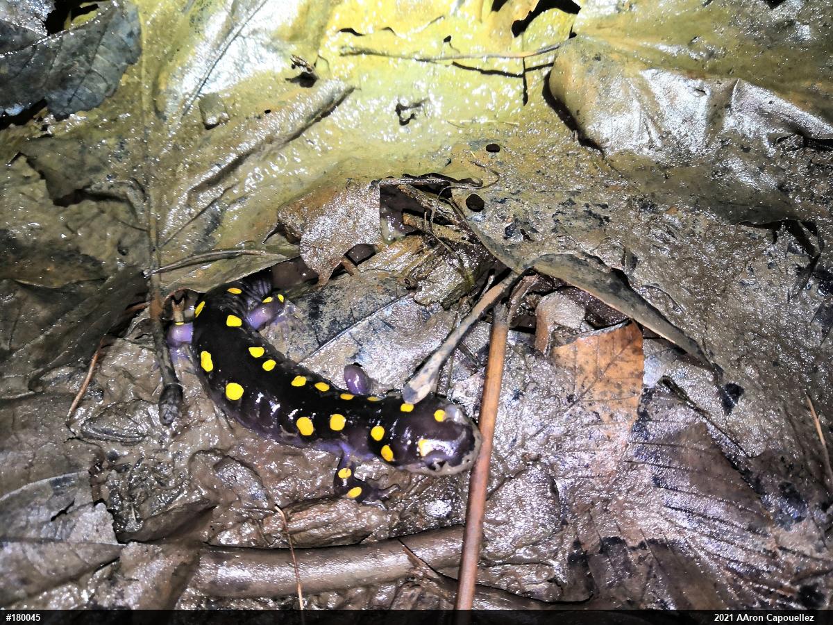 Spotted Salamander