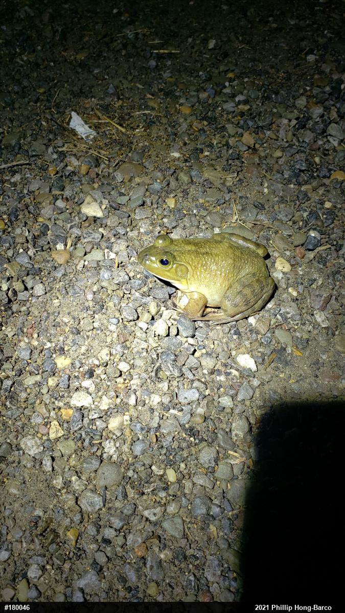 American Bullfrog