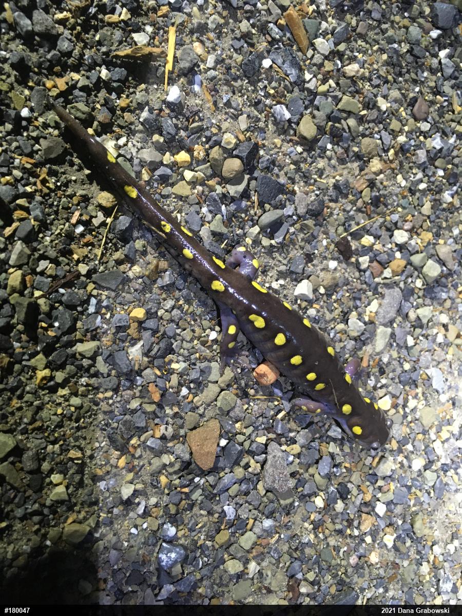 Spotted Salamander