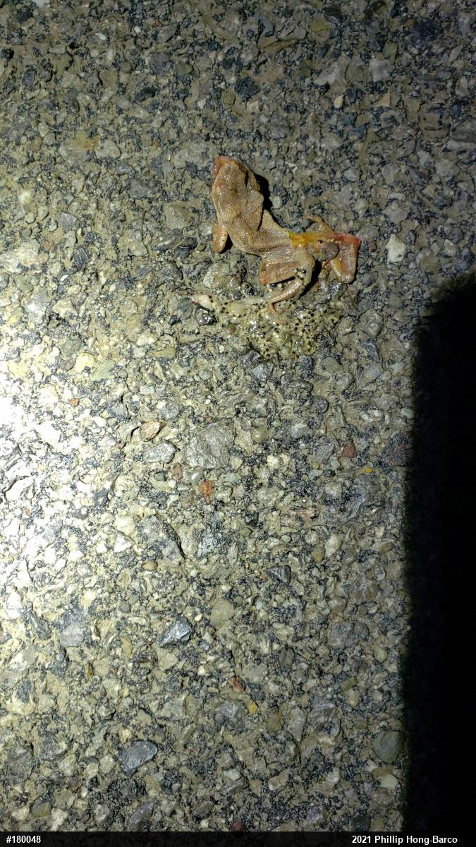 Spring Peeper