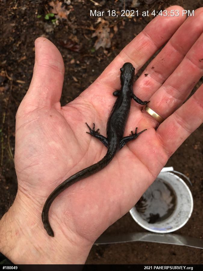 Jefferson Salamander