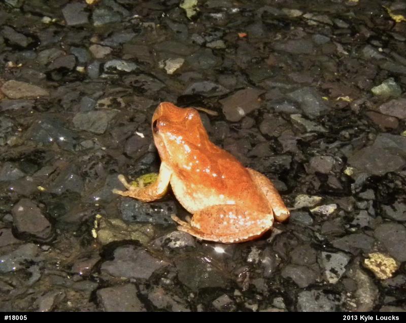 Spring Peeper