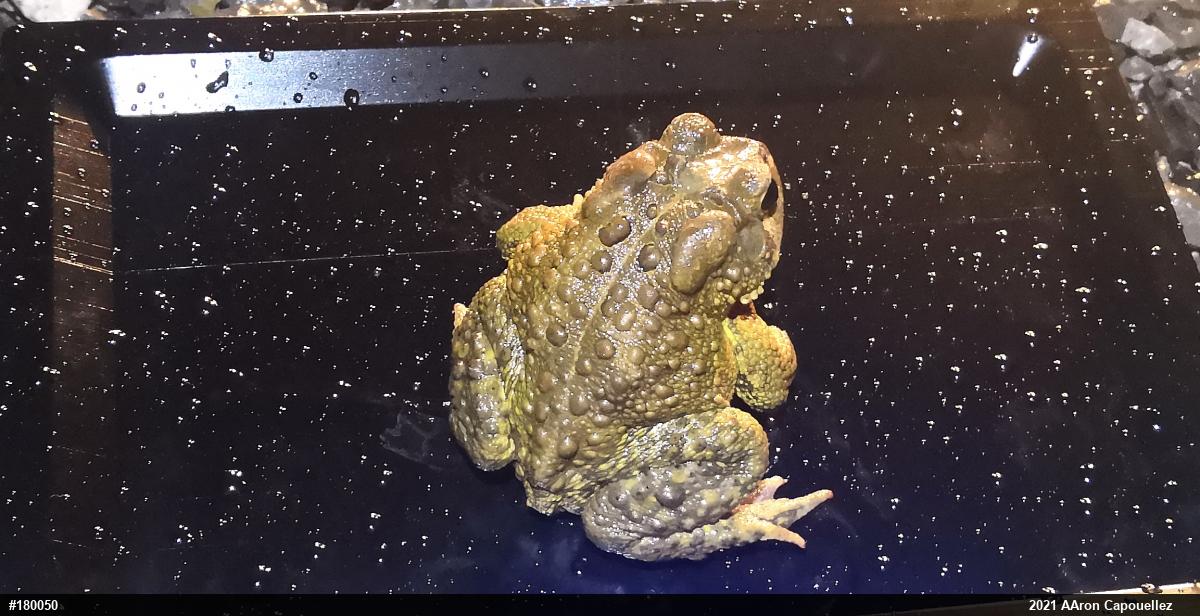 Eastern American Toad