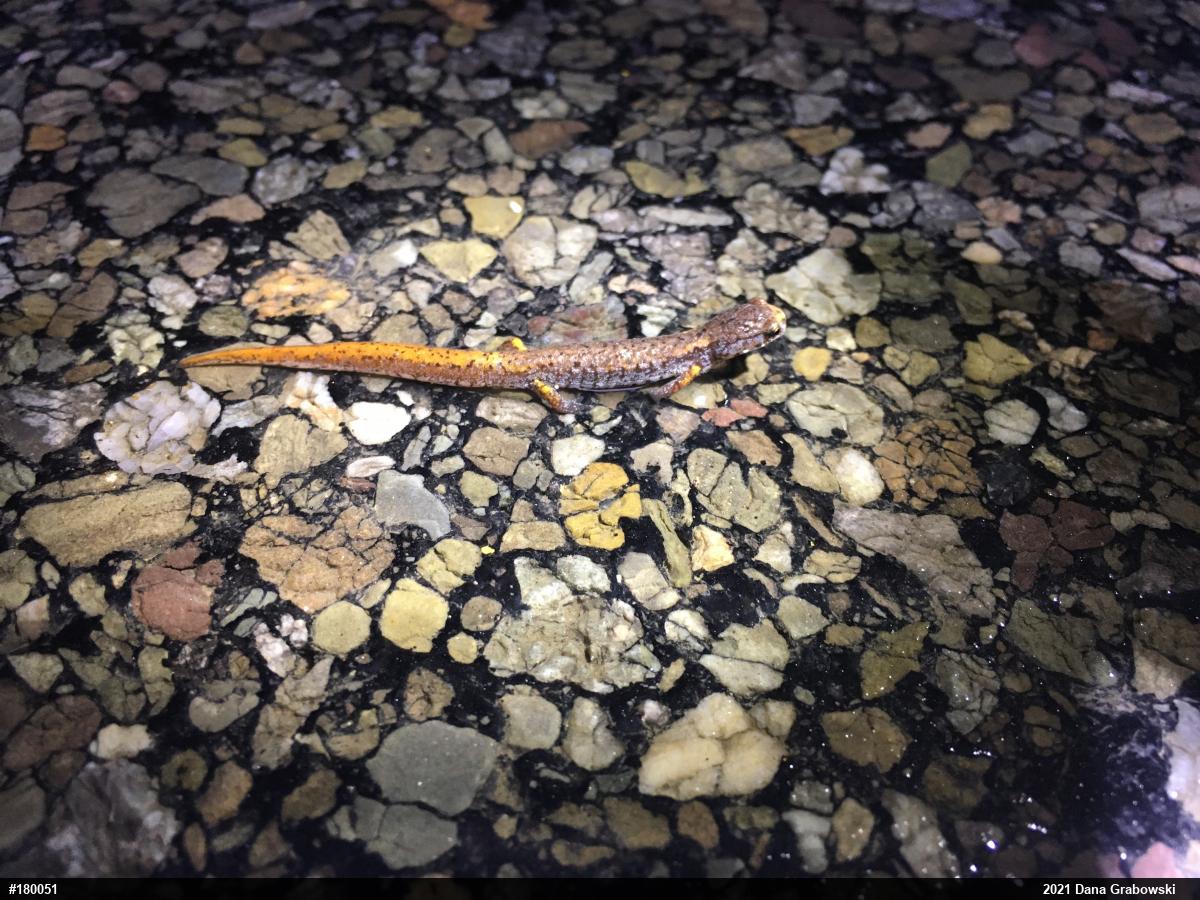 Four-toed Salamander