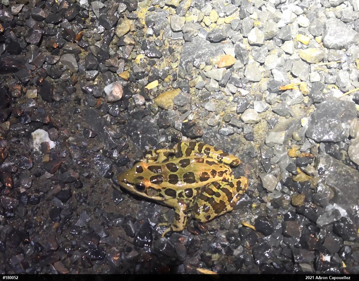 Pickerel Frog