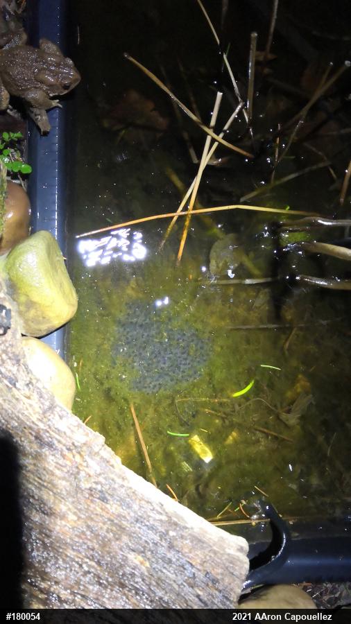 Wood Frog