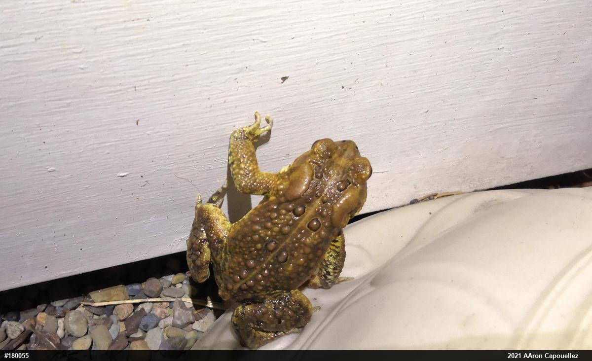 Eastern American Toad