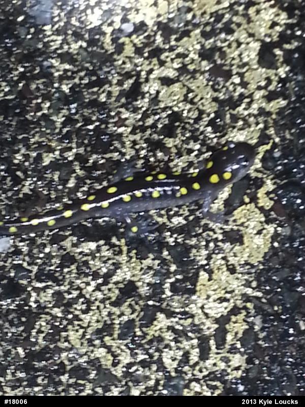 Spotted Salamander