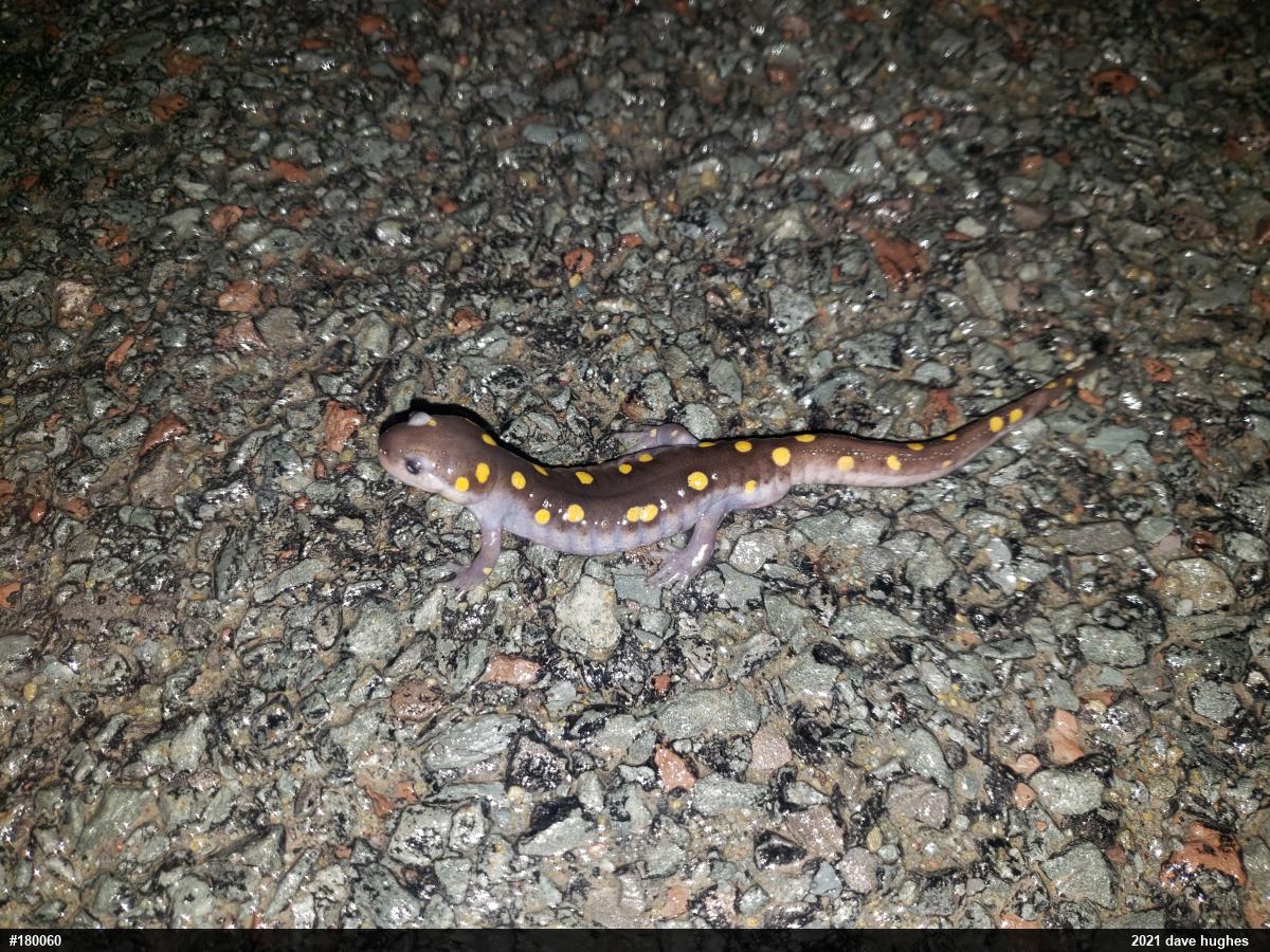 Spotted Salamander