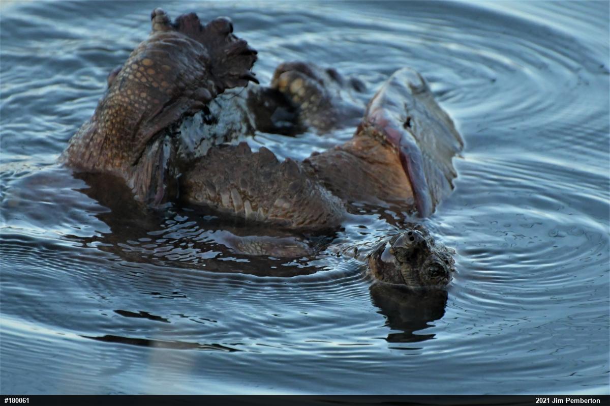 Snapping Turtle