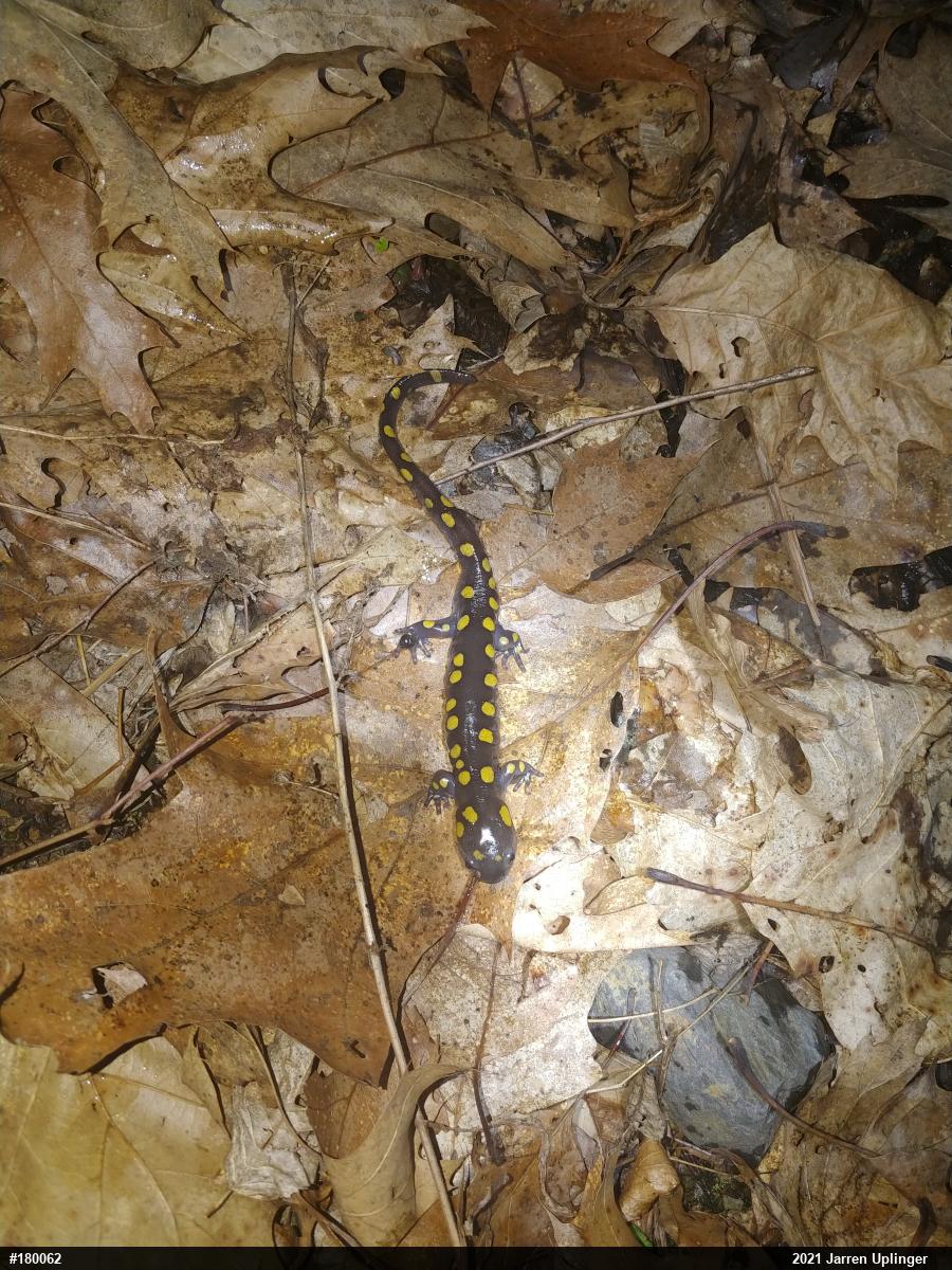 Spotted Salamander