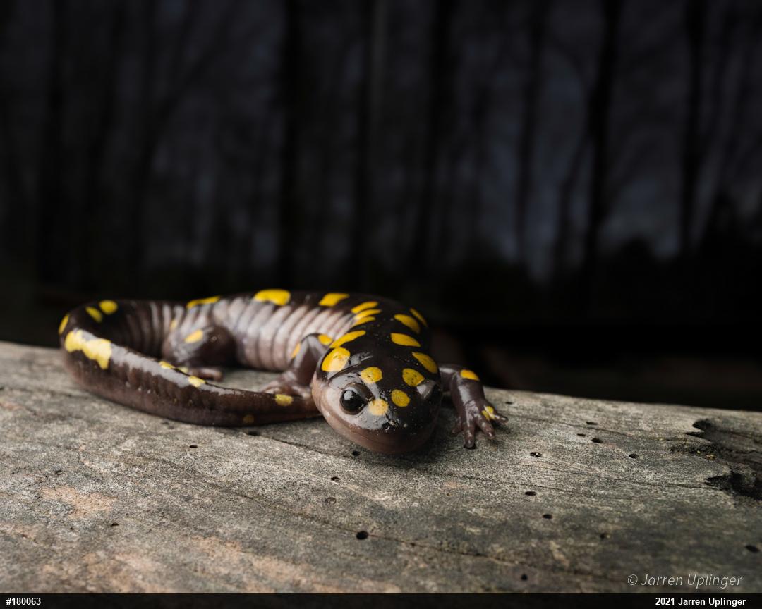 Spotted Salamander