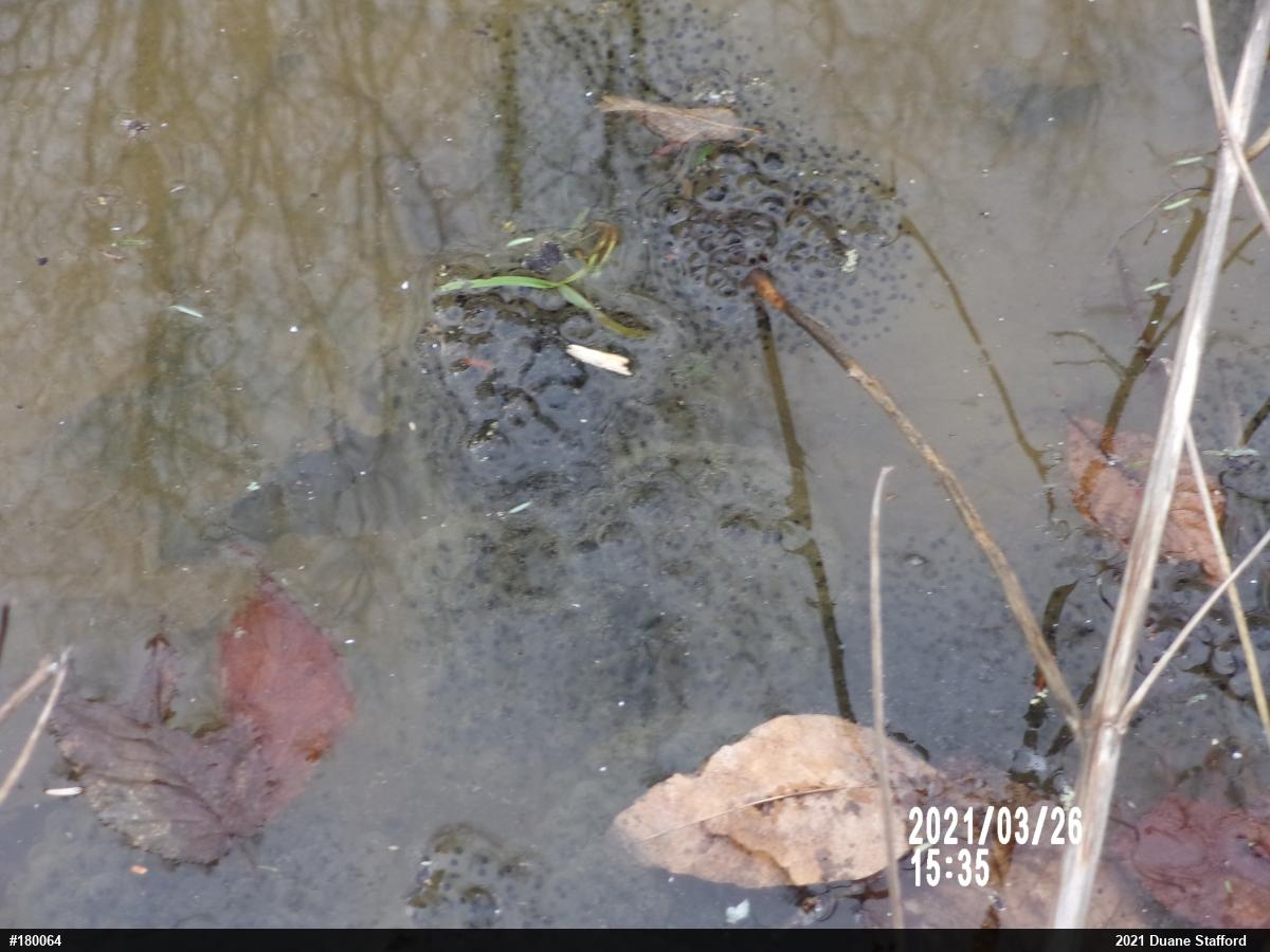Wood Frog