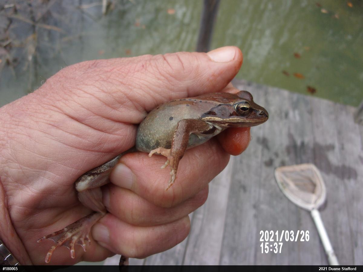 Wood Frog