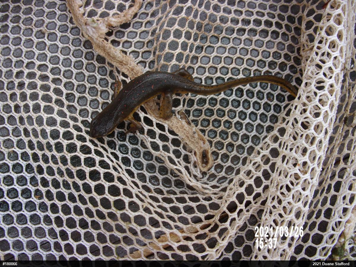 Red-spotted Newt