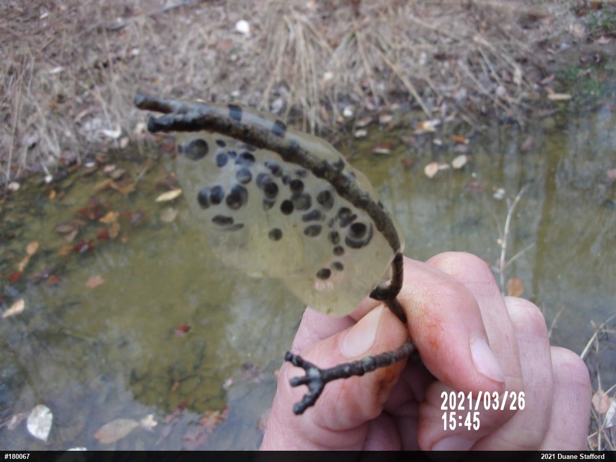 Jefferson Salamander
