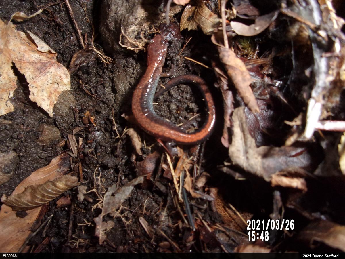 Eastern Red-backed  Salamander