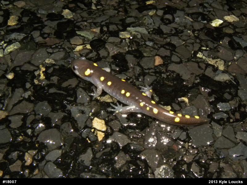 Spotted Salamander