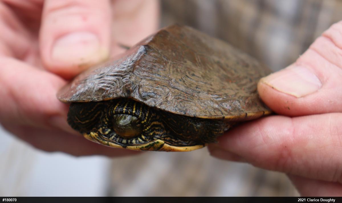 Northern Map Turtle