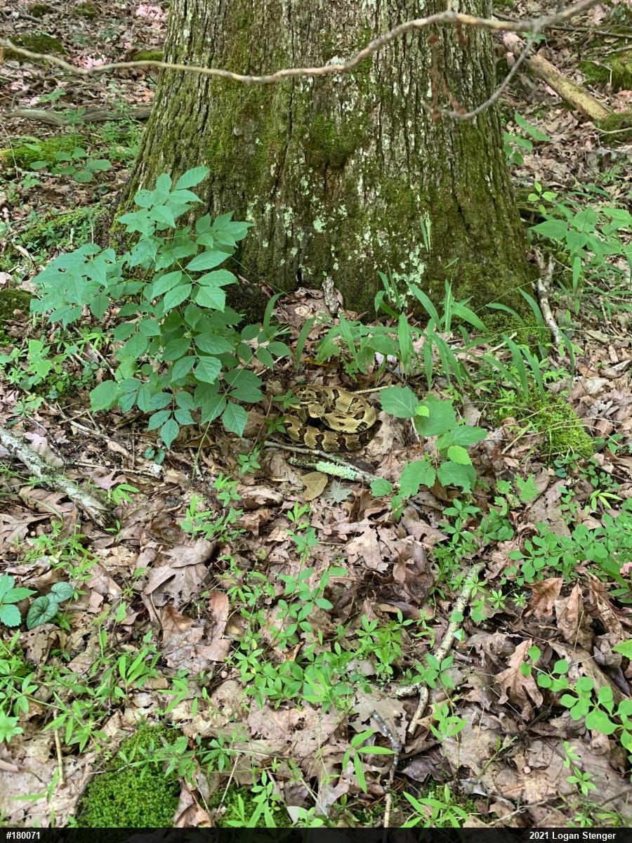 Timber Rattlesnake