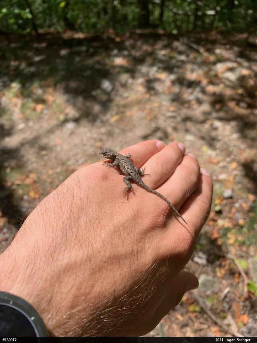 Eastern Fence Lizard
