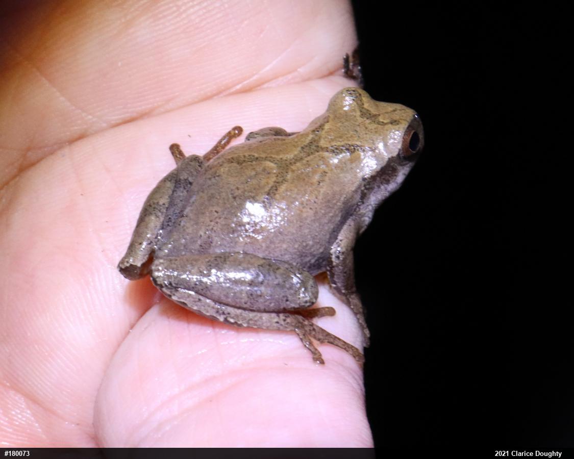 Spring Peeper