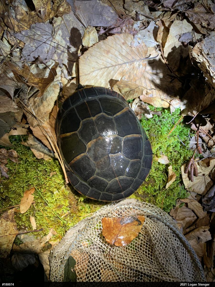 Painted Turtle